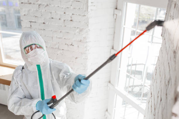 Trusted Yuba City, CA Mold Removal Experts